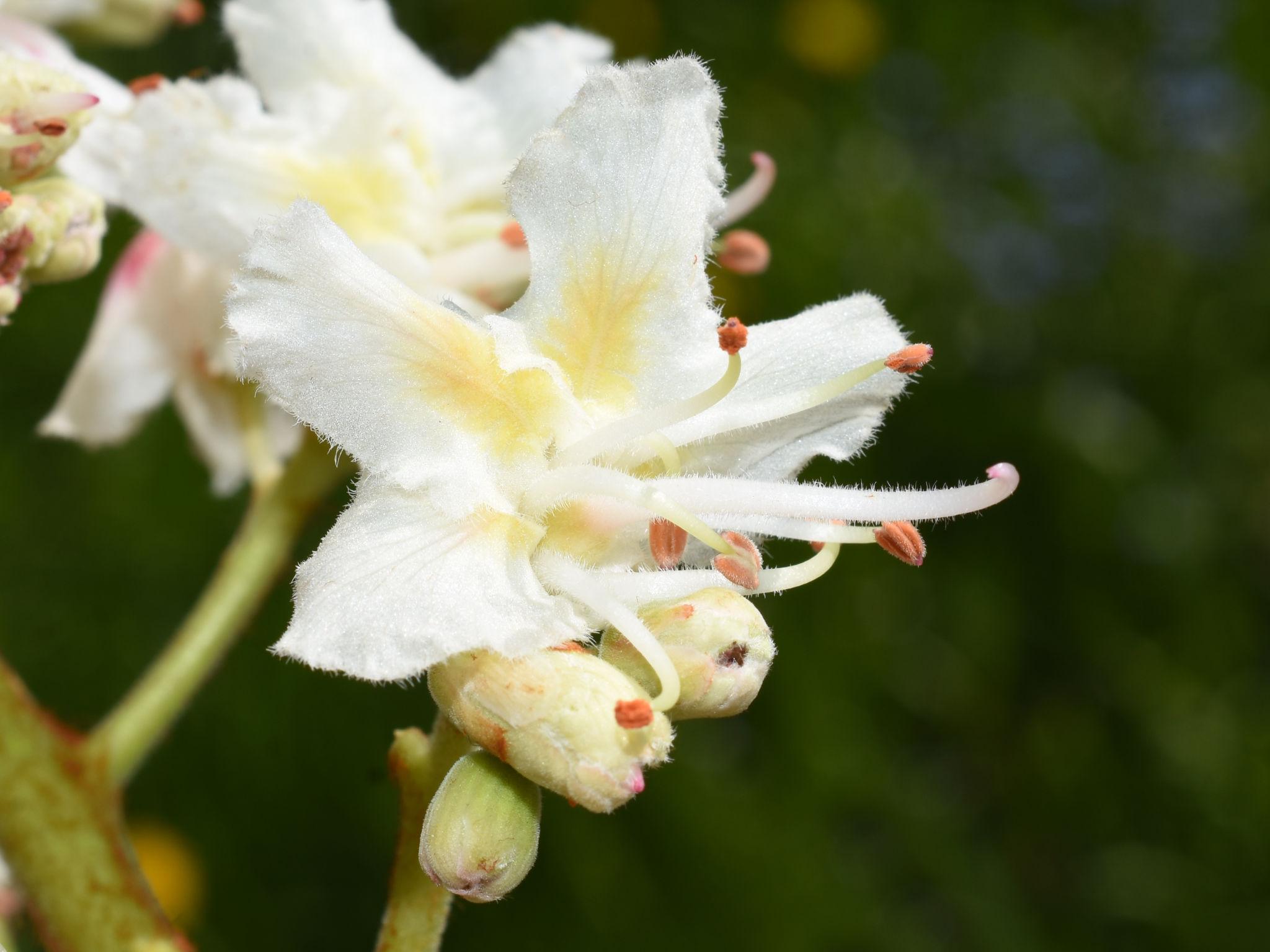 Aesculus hippocastanum 2
