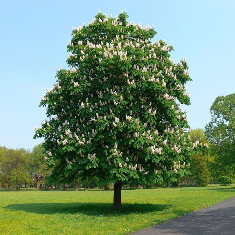 Aesculus hippocastanum