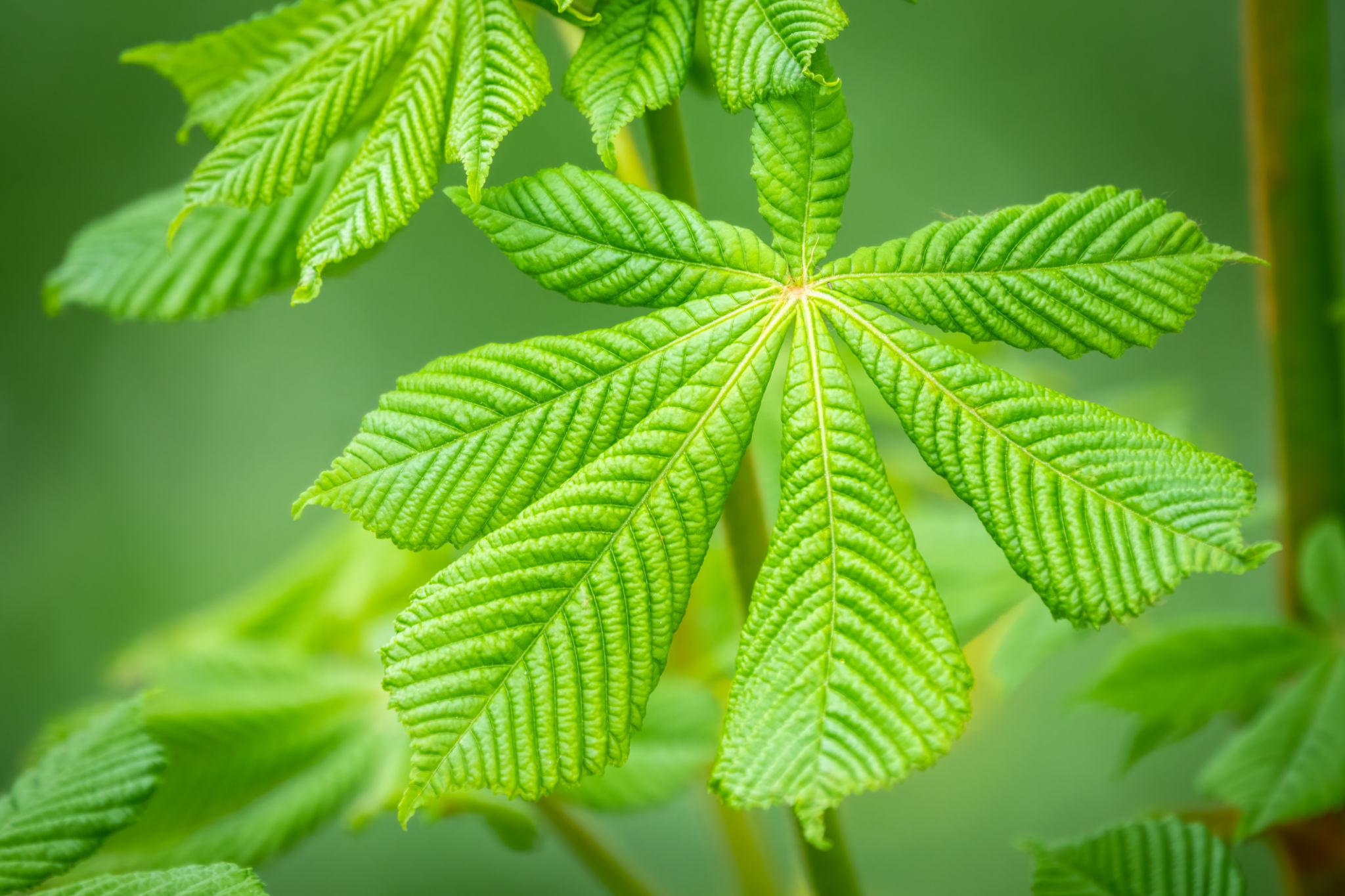 Aesculus hippocastanum4