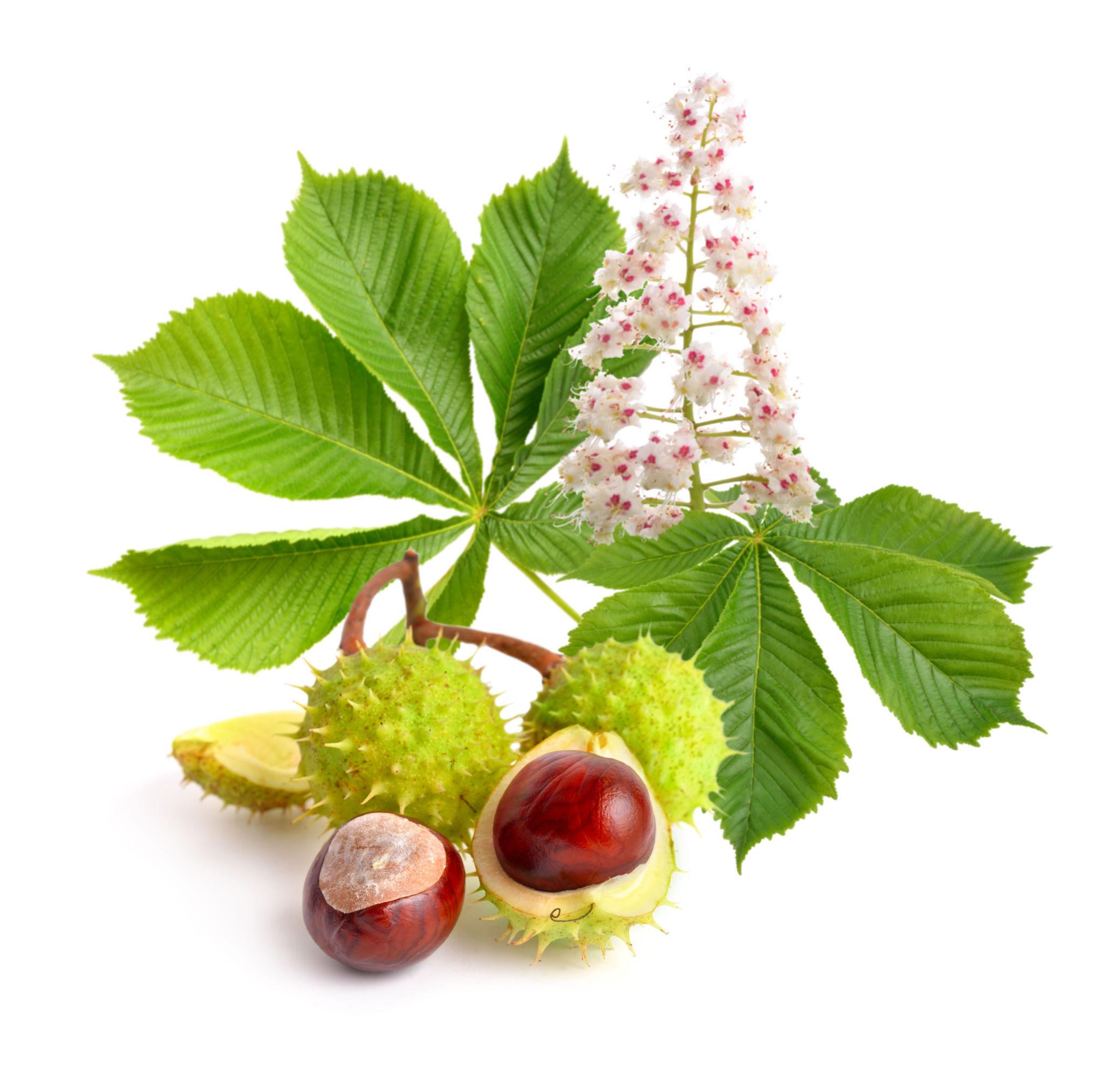 Aesculus hippocastanum5