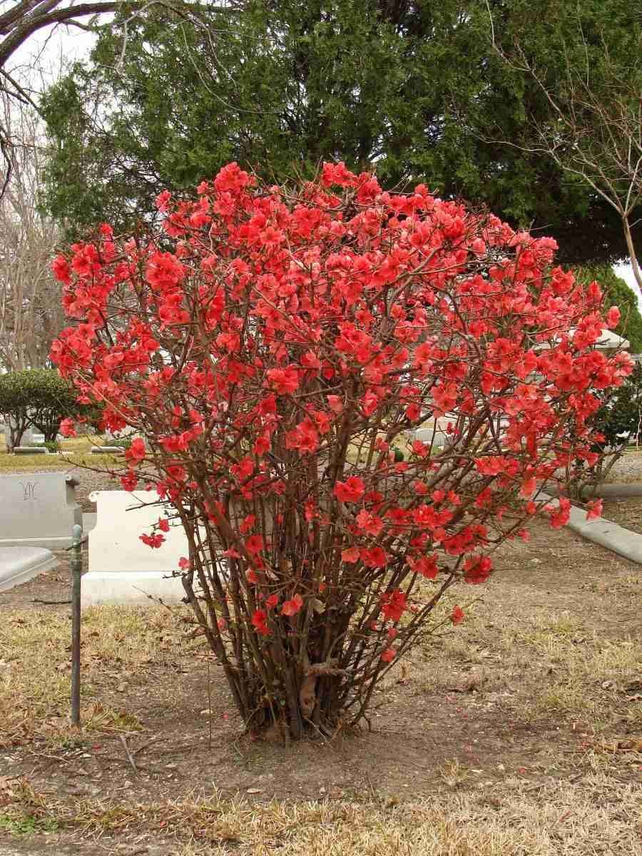 Chaenomeles japonica