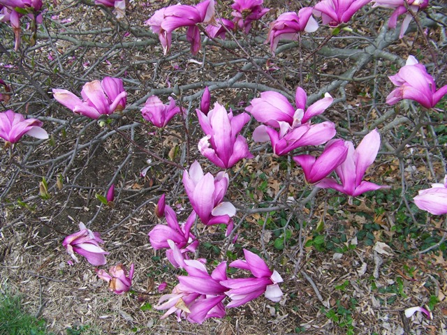 Magnolia liliflora betty 2
