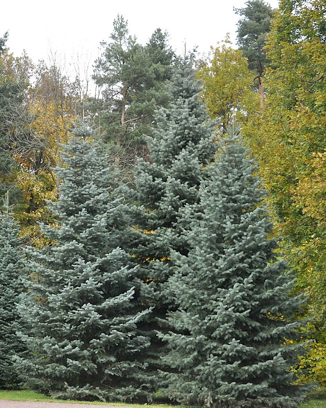 abies concolor 1