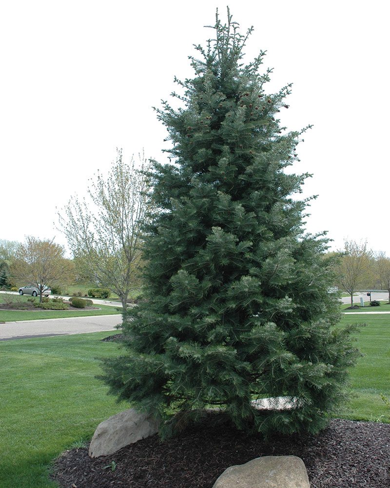 abies concolor 2