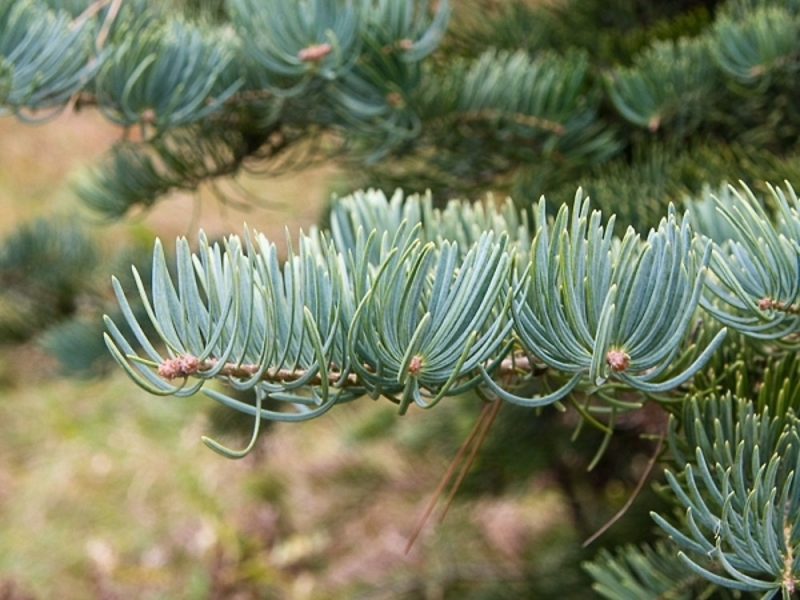 abies concolor