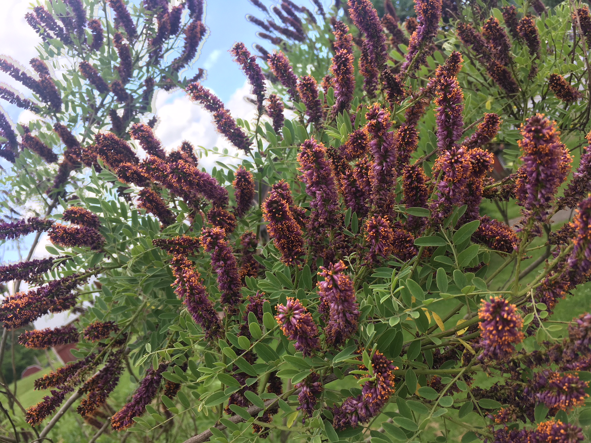 amorpha fruticosa 1
