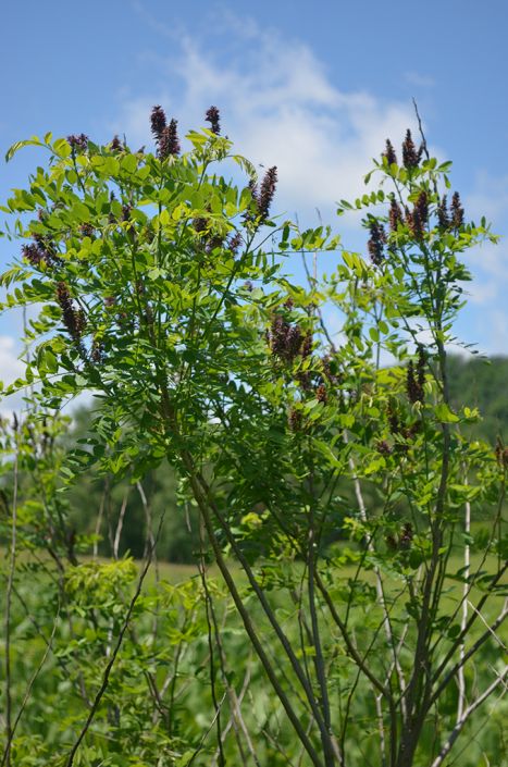 amorpha fruticosa 2