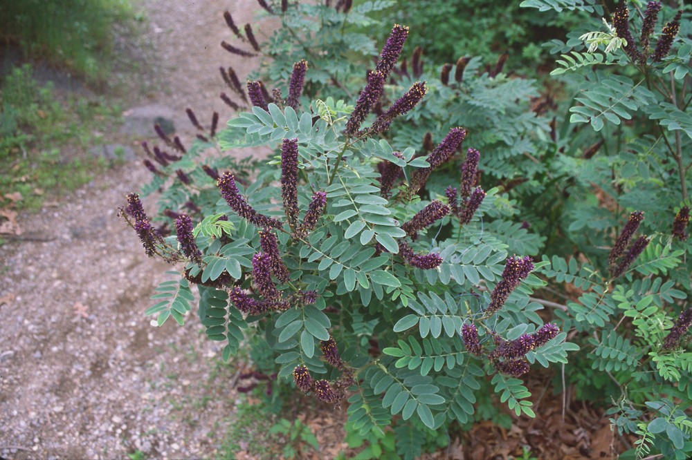amorpha fruticosa