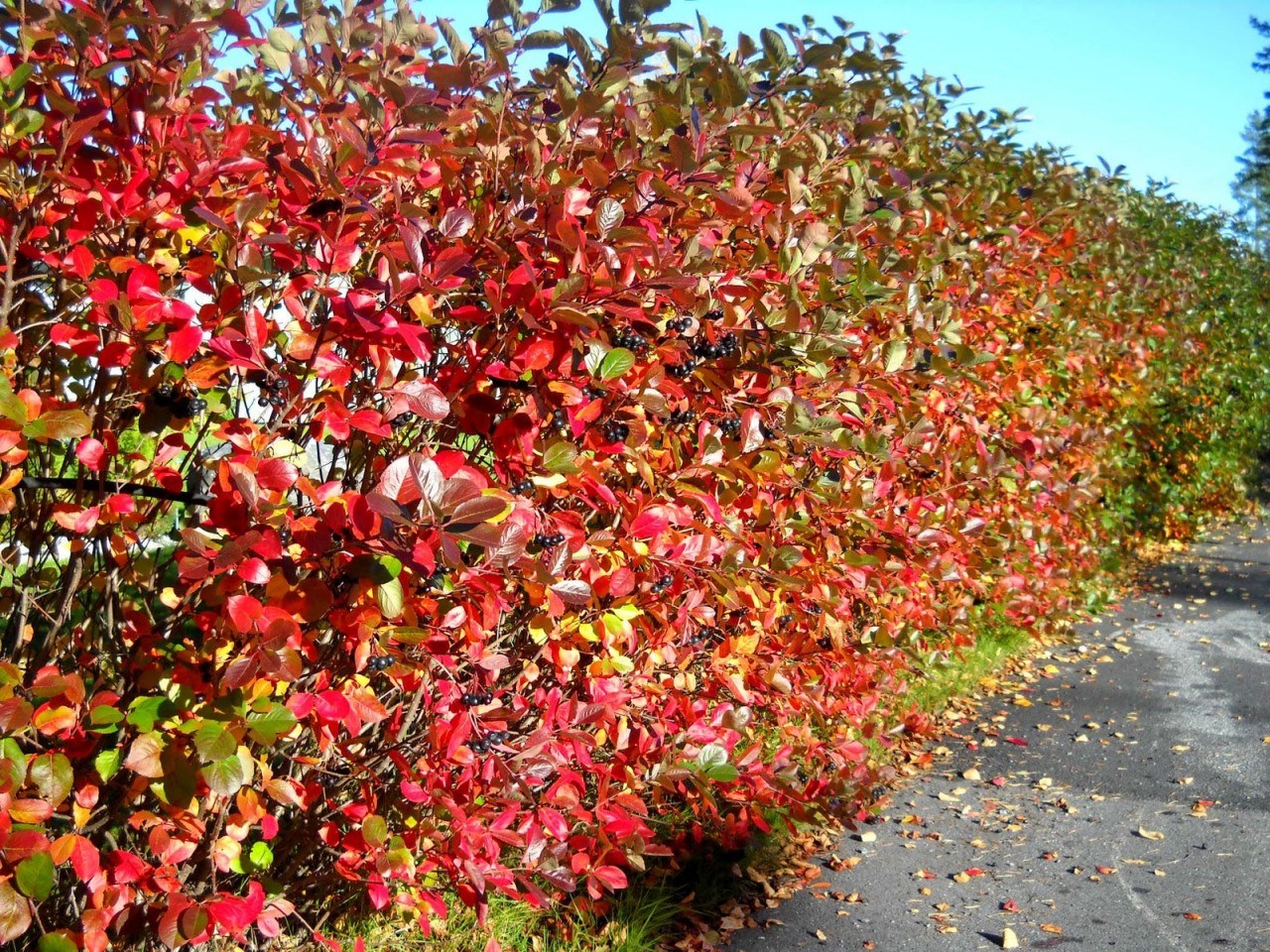 aronia 1