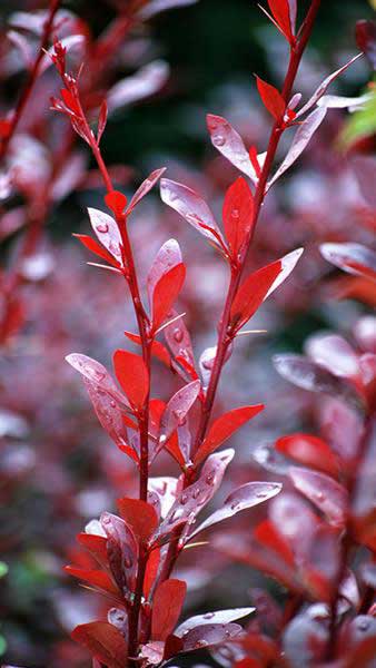 berberis red chief 1