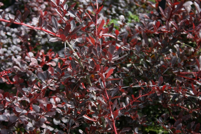 berberis red chief 2