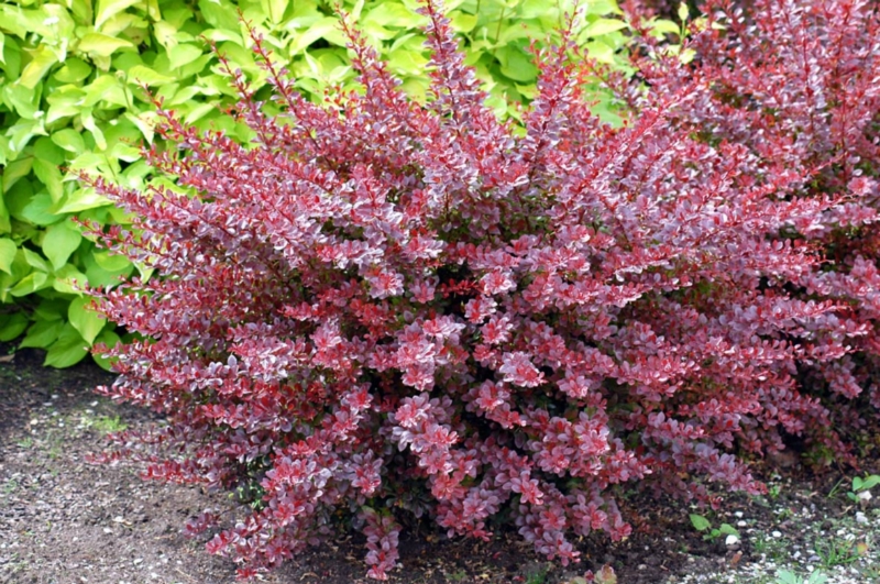 berberis red chief