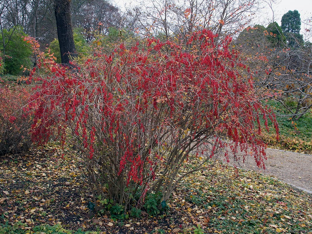 berberis vulgaris 2