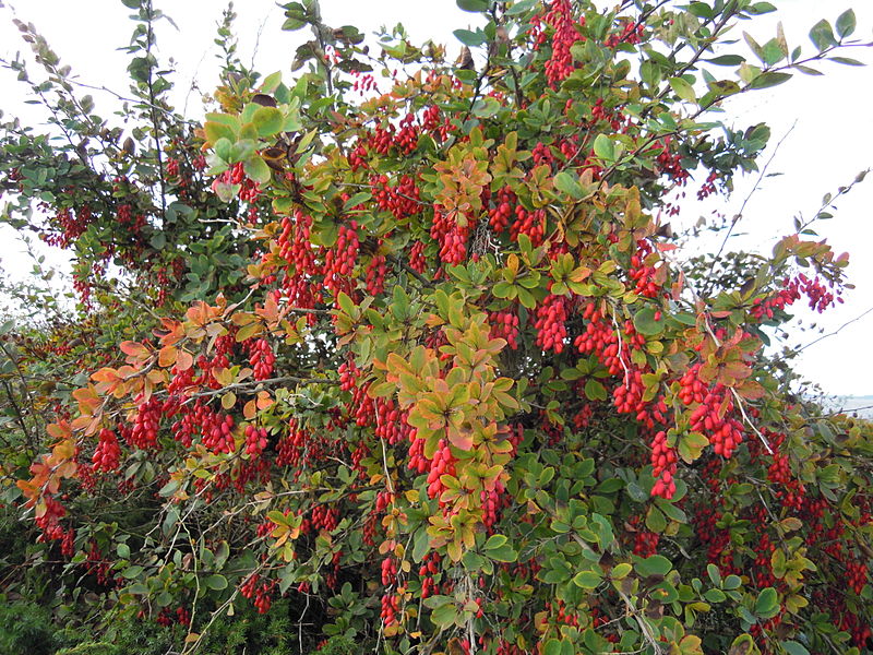 berberis vulgaris 4