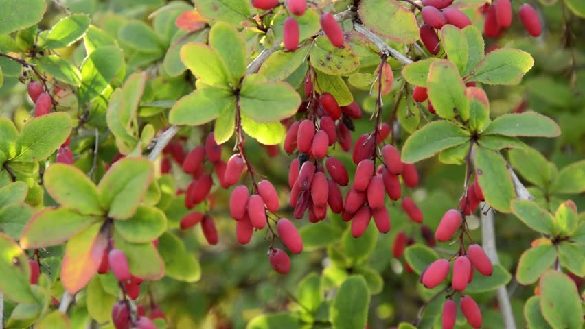 berberis vulgaris