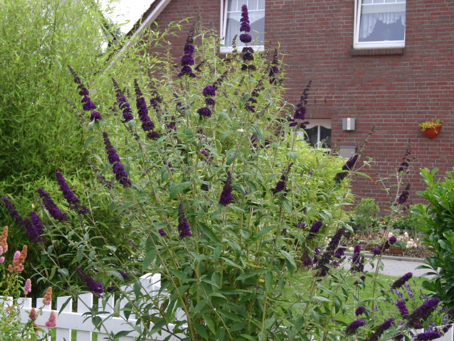 buddleja black knight 1