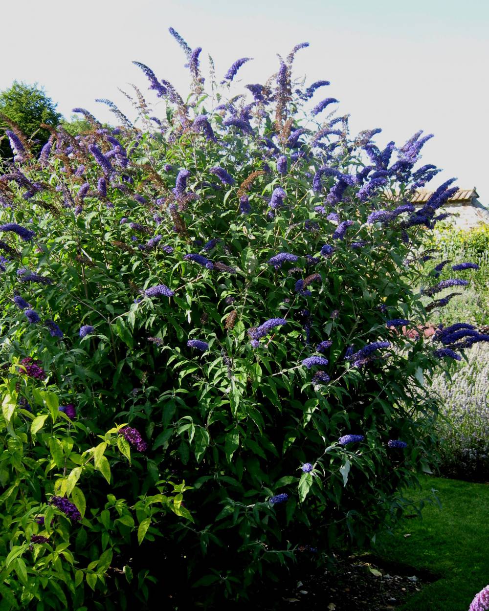 buddleja black knight 2