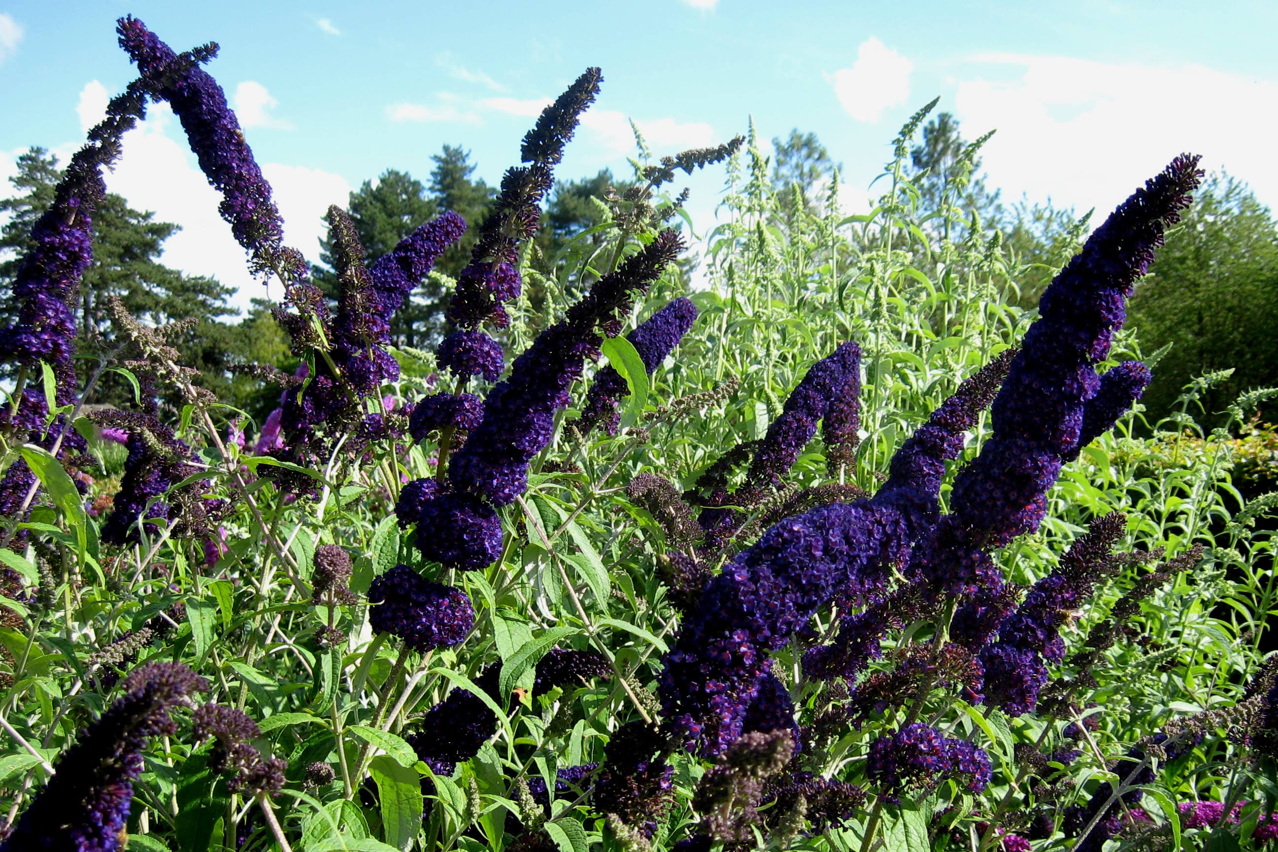 buddleja black knight