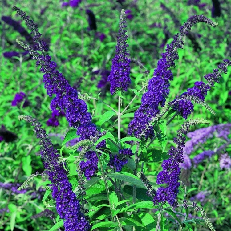 buddleja empire blue 1