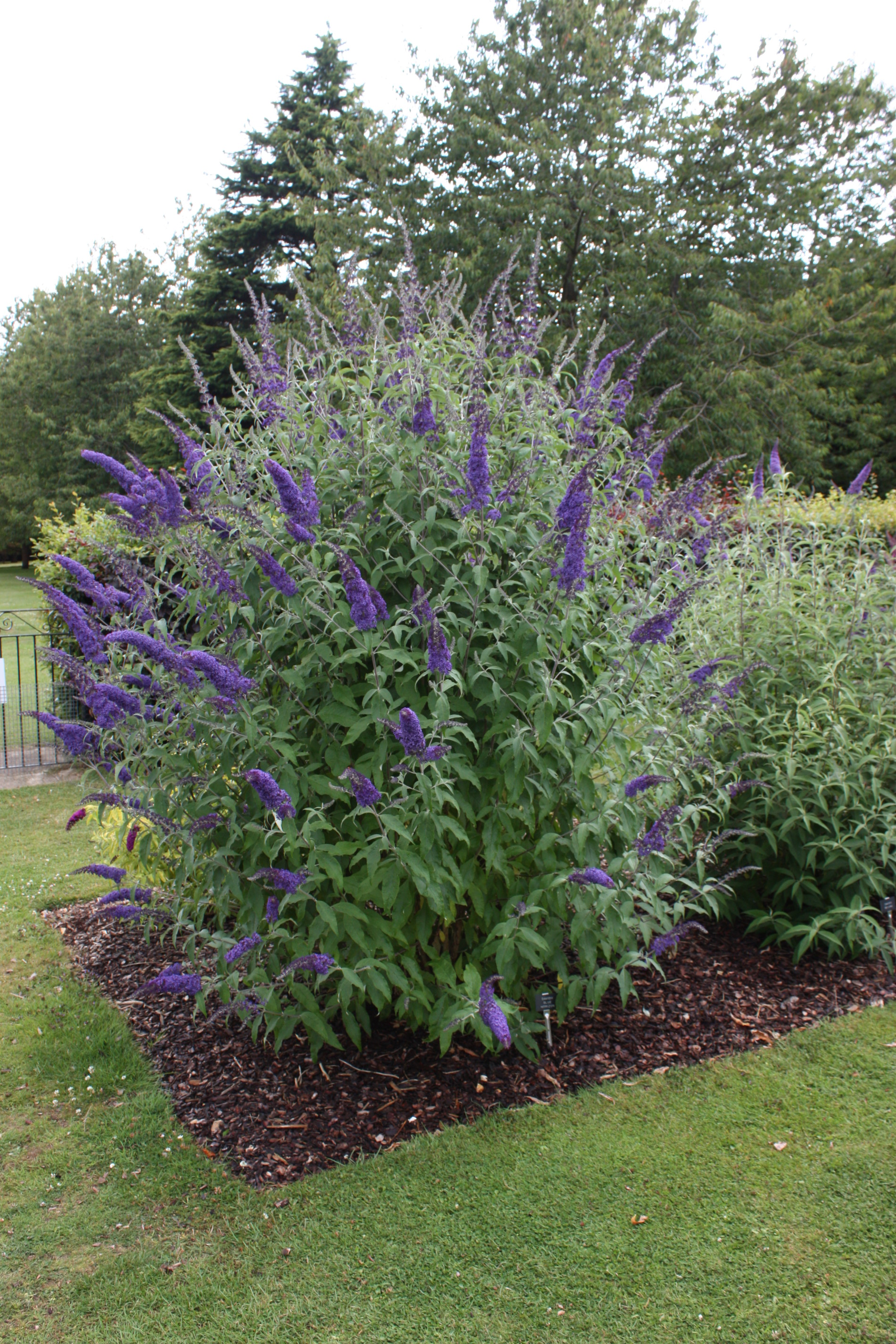 buddleja empire blue 2