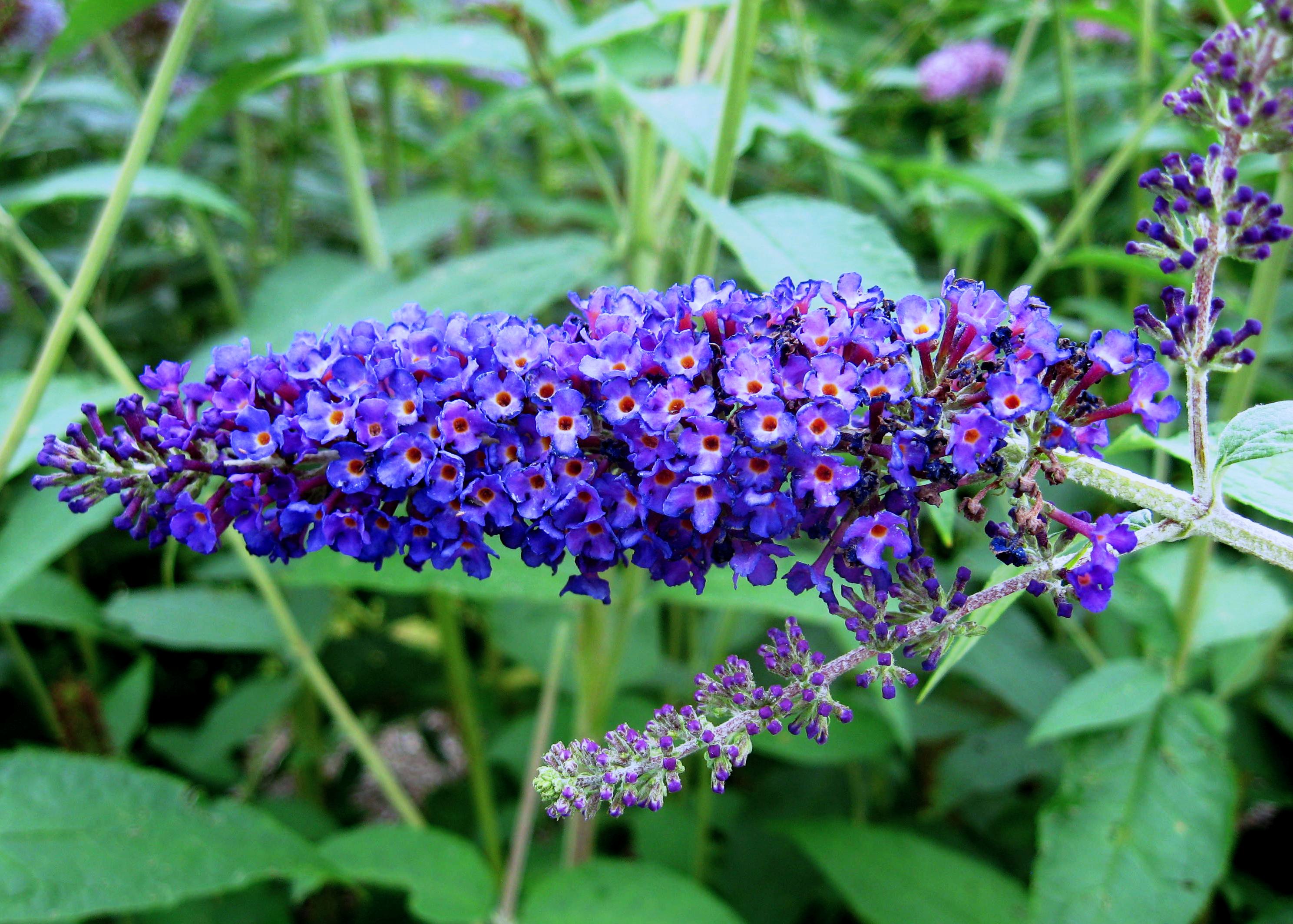 buddleja empire blue