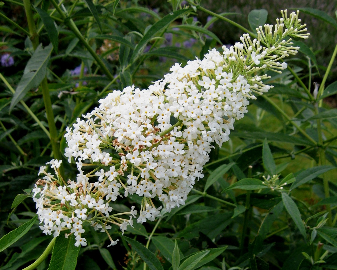buddleja nanho 1