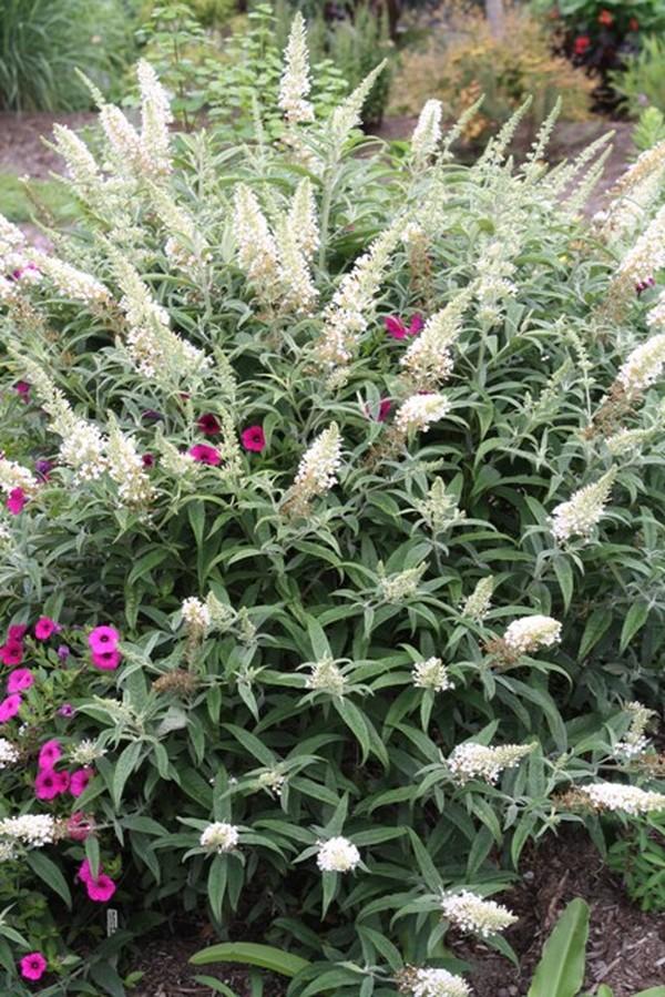 buddleja nanho 2