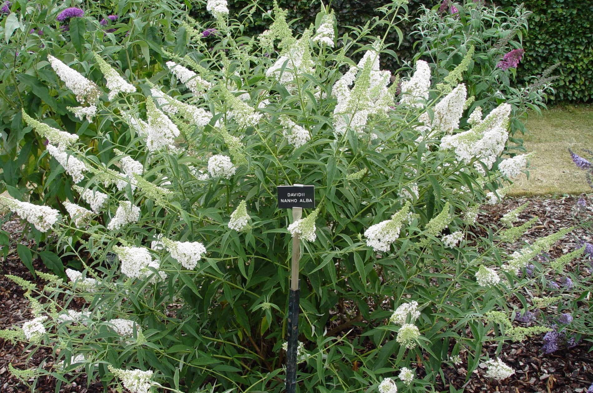 buddleja nanho