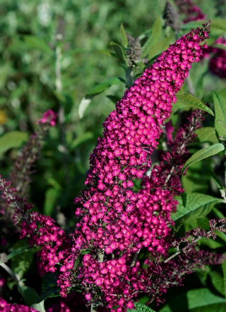 buddleja reve red 1