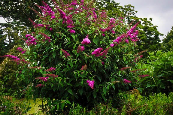 buddleja reve red 2