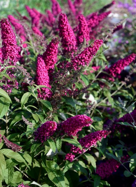 buddleja reve red