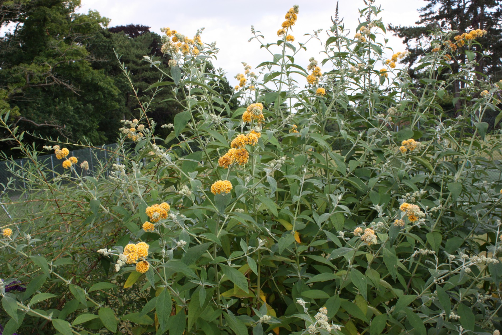 buddleja weyeriana sungold 1