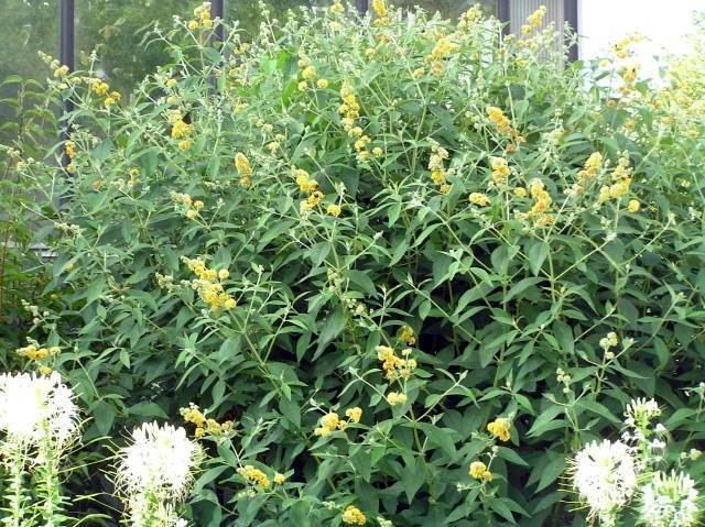 buddleja weyeriana sungold 2