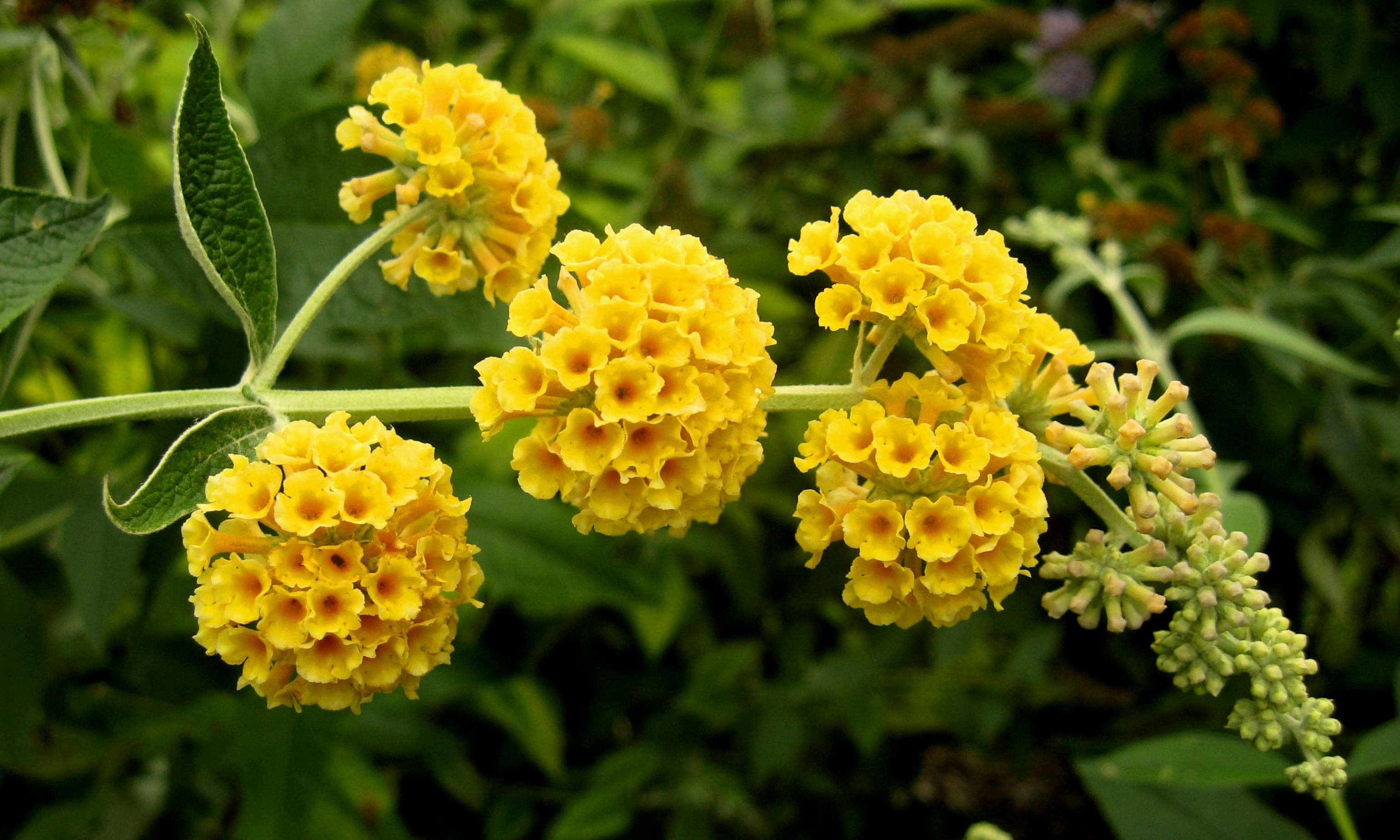 buddleja weyeriana sungold