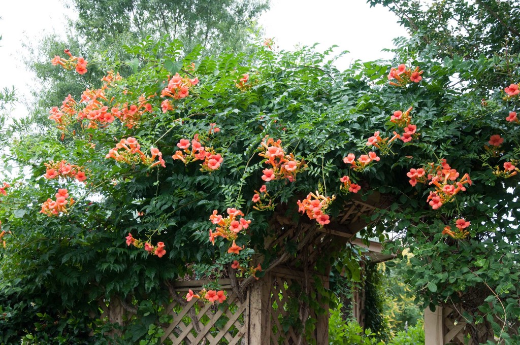 campsis radicans 1