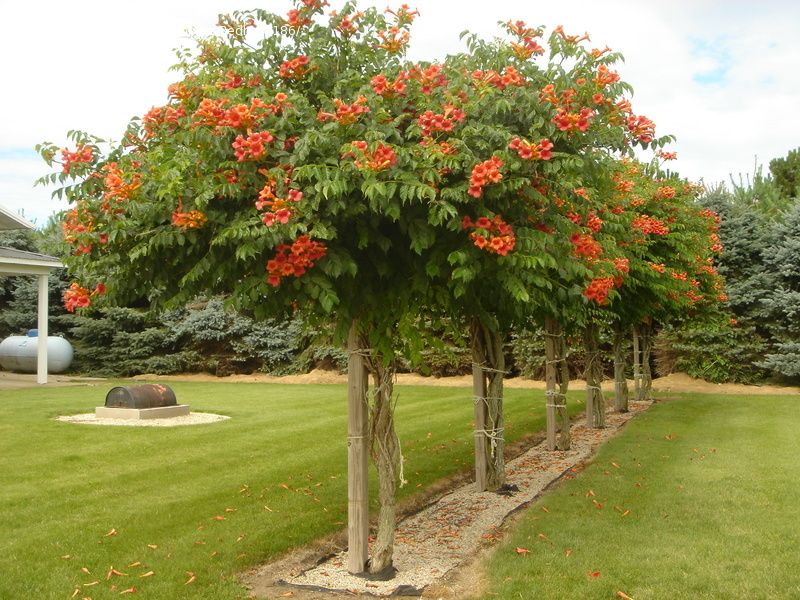 campsis radicans 2