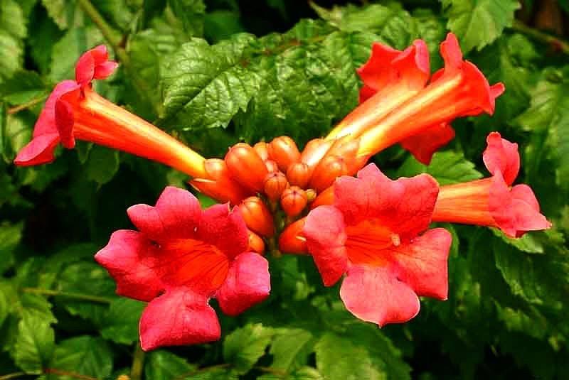 campsis radicans