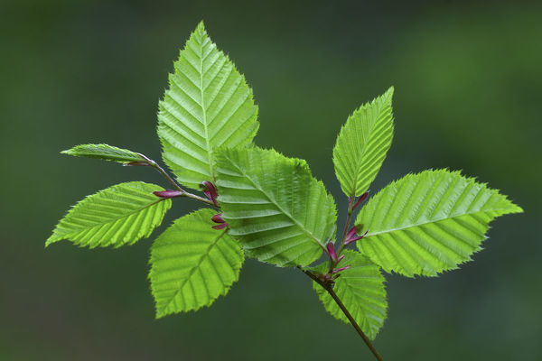 Hornbeam (Carpinus betulus) leaves in spring. Dorset, UK May