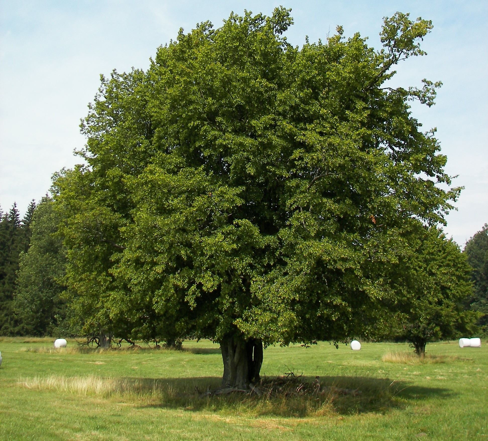 carpinus betulus 2