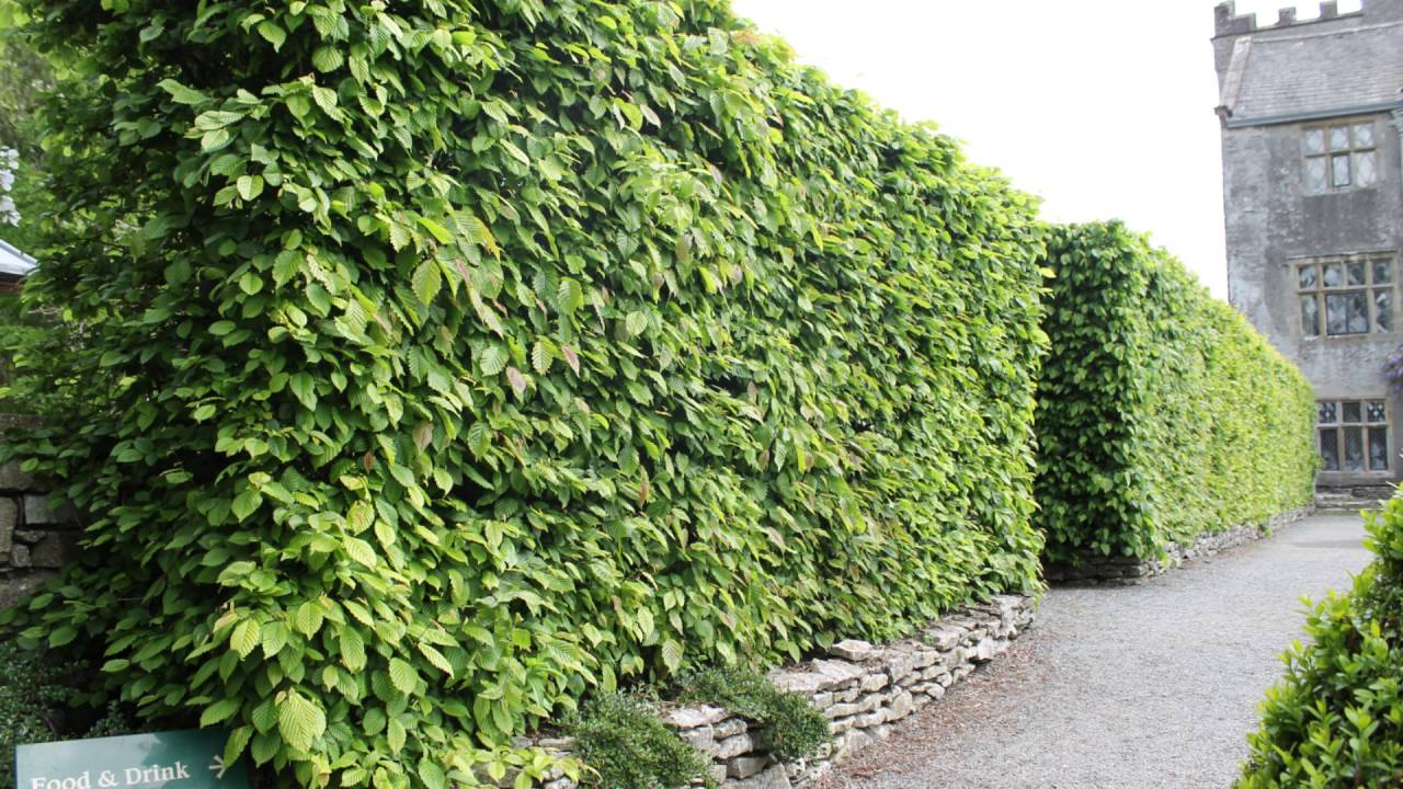 carpinus betulus