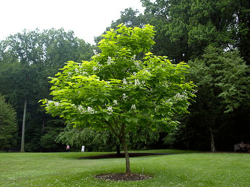 catalpa bignonioides 1