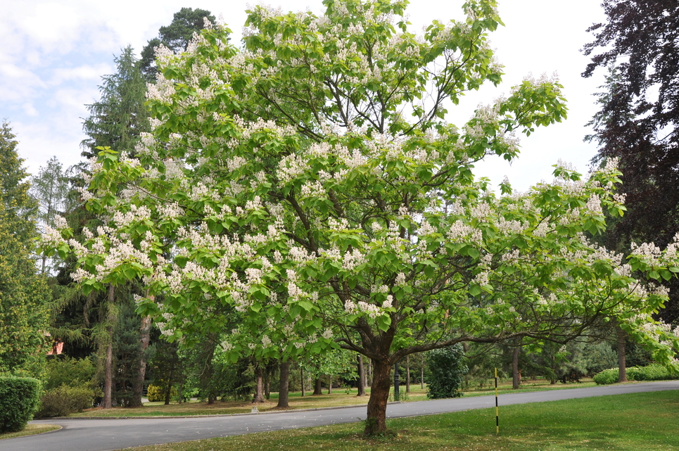 catalpa bignonioides 2