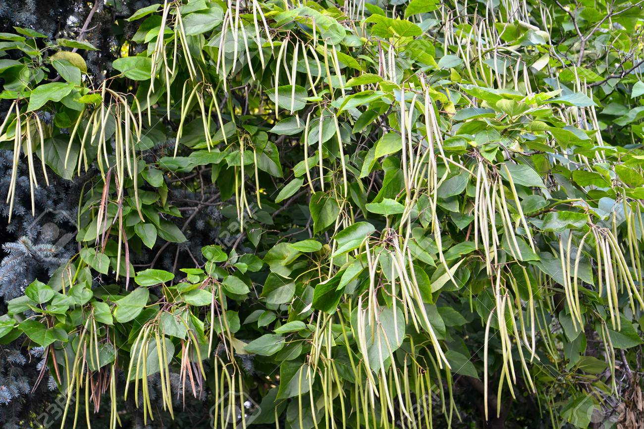 Catalpa common (Catalpa bignonioides Walter), branches with gree