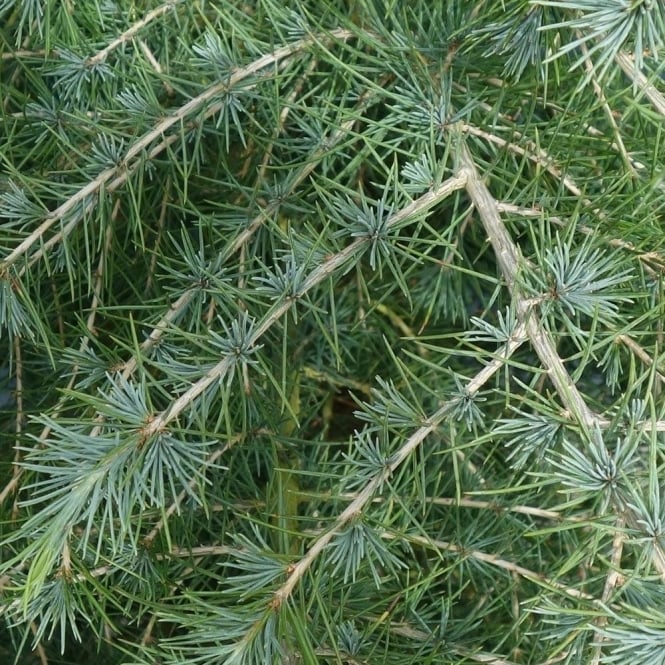 cedrus deodara 1