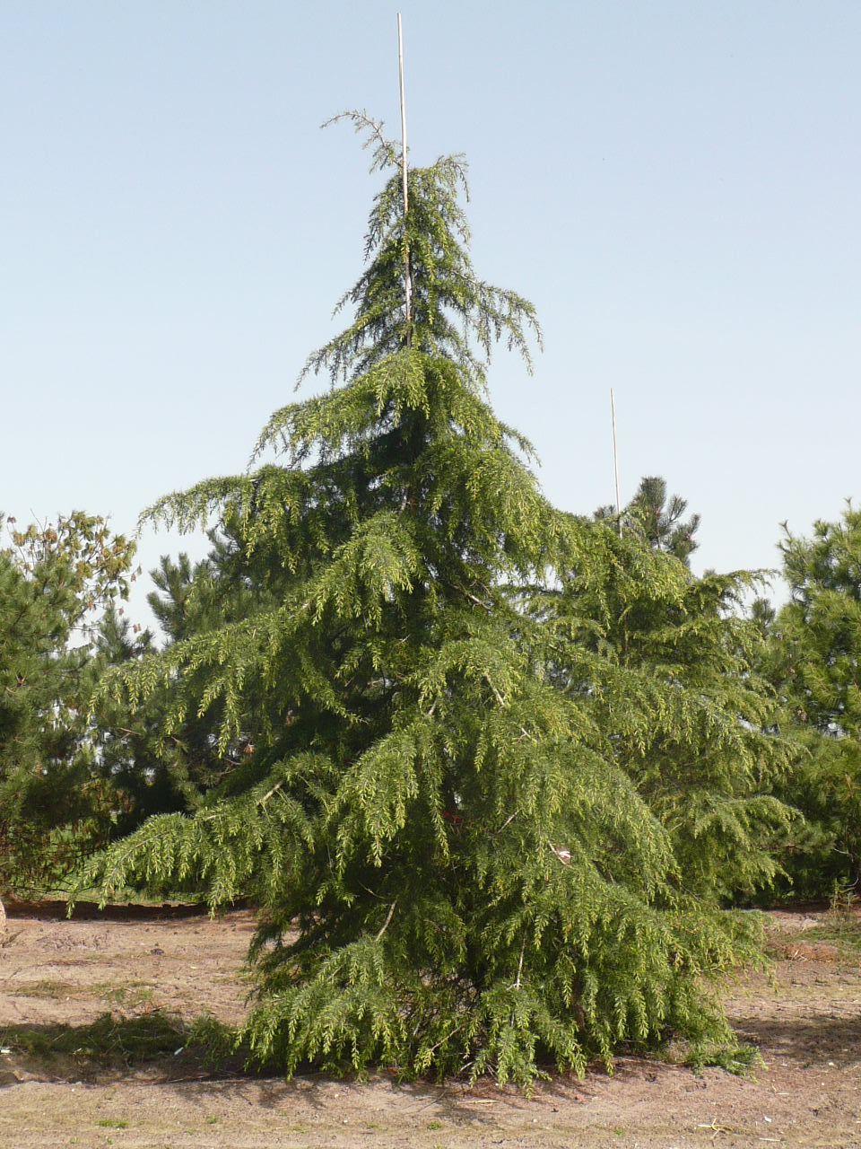 cedrus deodara 2