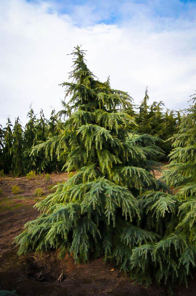 cedrus deodara