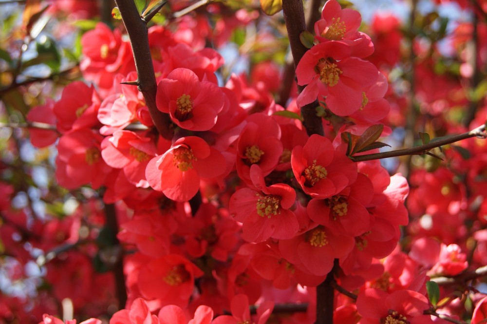 chaenomeles japonica 1