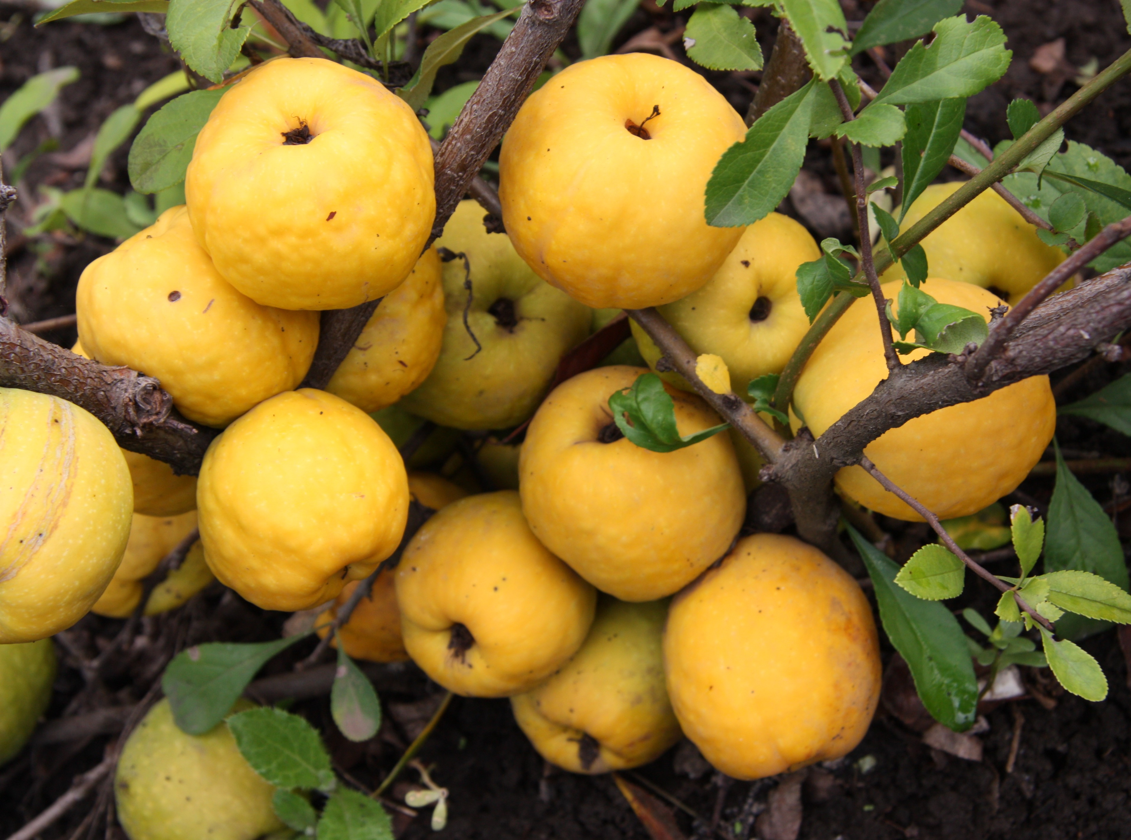chaenomeles japonica 2