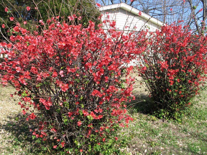 chaenomeles pink storm 1