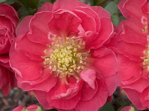 chaenomeles pink storm 2